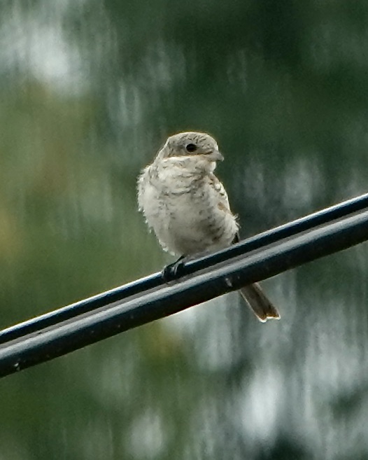 woodchat shrike